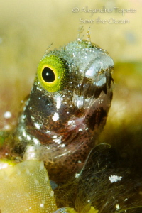 Blenny in the cave, Cozumel Mexico by Alejandro Topete 
